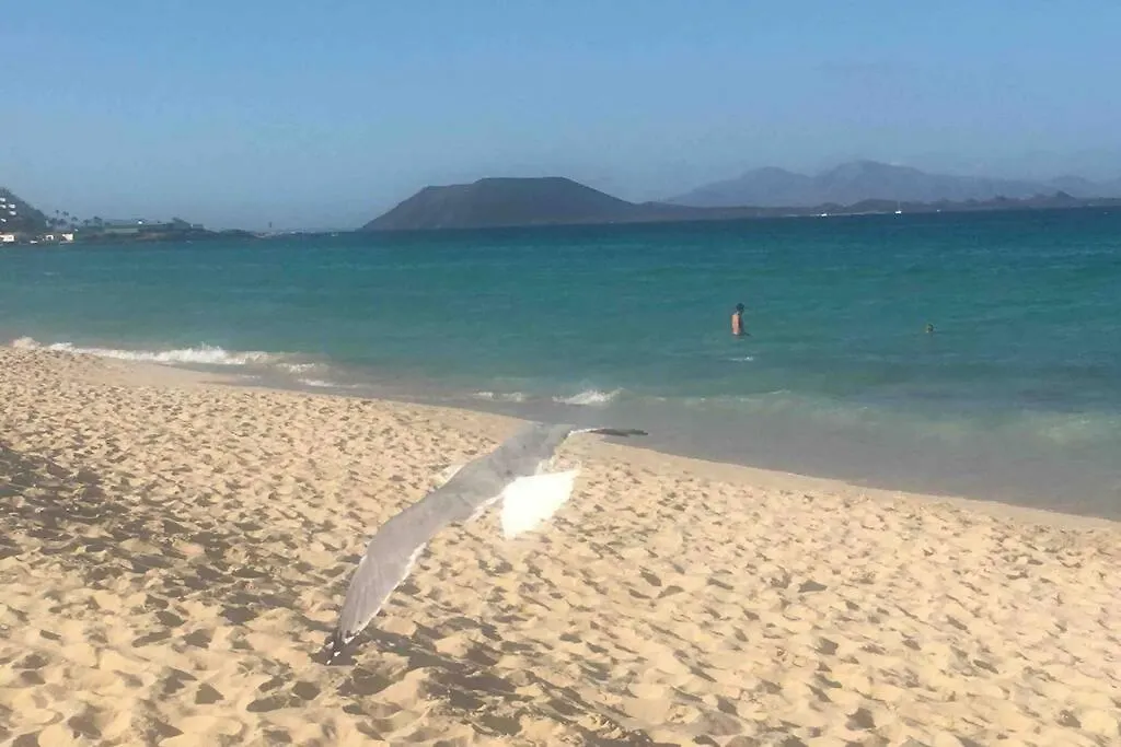 Corralejo Oasis Tamarindo Dona Laura 69B Wi Fi, Smart Tv, Portico, Piscine Apartment